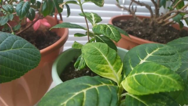 Растения которые мне удалось сохранить зимой. смотреть онлайн
