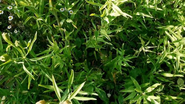 How to dead head Alstroemeria-Gardeners Cottage смотреть онлайн