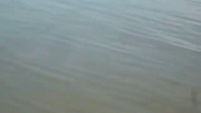 Рыба на нересте. смотреть онлайн