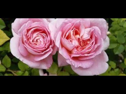 27 мая в Саду на трех холмах смотреть онлайн