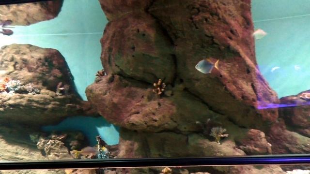 Влог Океанариум ТЦ  РИО/ Динозавры/ Moscow Oceanarium (1 ЧАСТЬ )