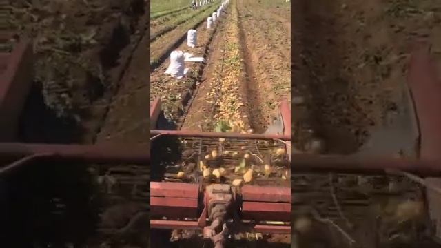 Уборка картофеля !!! смотреть онлайн