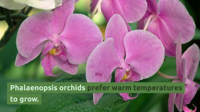 Phalaenopsis Orchid: Grow and Care Tips смотреть онлайн