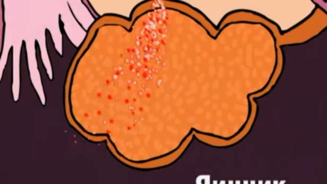 Репродуктивная функция девочек смотреть онлайн