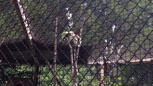 Coquerel's Sifaka at L.A. Zoo смотреть онлайн