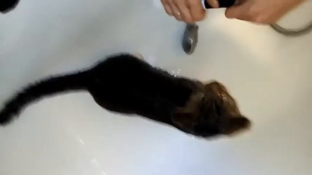 Как правильно купать кошек.How to wash your cat смотреть онлайн
