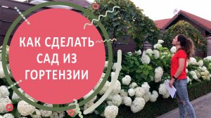 Как сделать сад из гортензии
