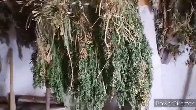 ухаживаю за животными от всей души! жизнь Тани на Алтае смотреть онлайн