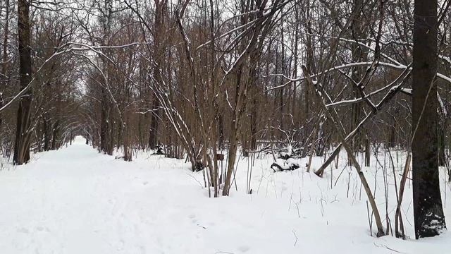 Ботанический сад 29 марта 2022г. смотреть онлайн