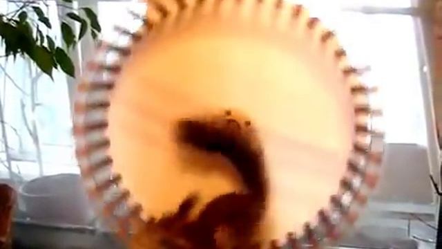 Вечный двигатель - белка в колесе смотреть онлайн