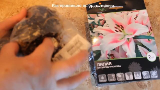 Лилии. Они бывают разных видов и сортов. Выбираем сорт лилий. смотреть онлайн