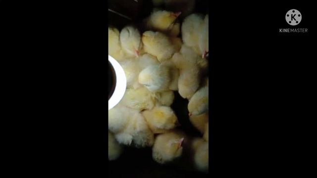 broiler magnolia chicks смотреть онлайн