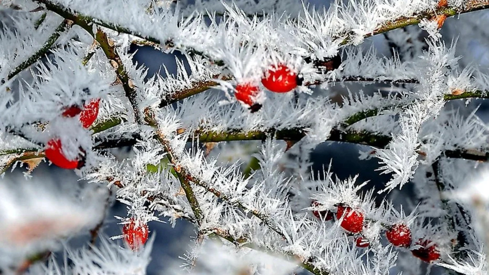 Зимний день