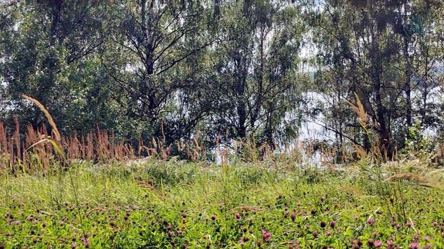 "Это все мое родное" смотреть онлайн