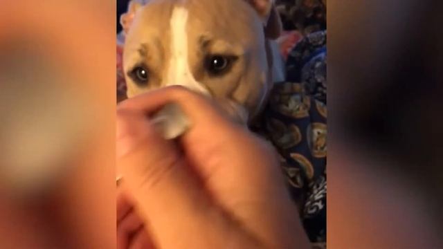 Try Not To Laugh - Funny and Cute Animals 2021 Compilation #14 | Funny Animal Videos смотреть онлайн