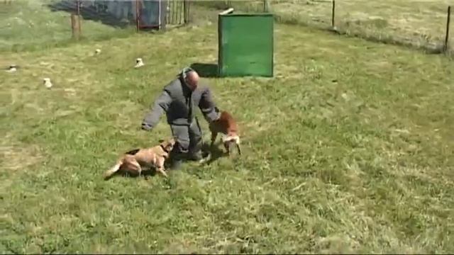 308. День кинологической службы УИС РФ.mp4 смотреть онлайн