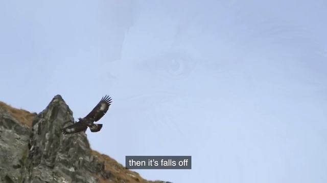How an Eagle Extend its Life Span | MindSpire смотреть онлайн