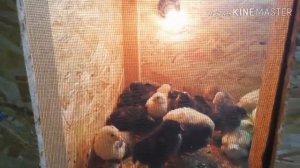 БРУДЕР ДЛЯ ЦЫПЛЯТ !СВОИМИ РУКАМИ! Тёплый потолок и терморегулятор в брудере!