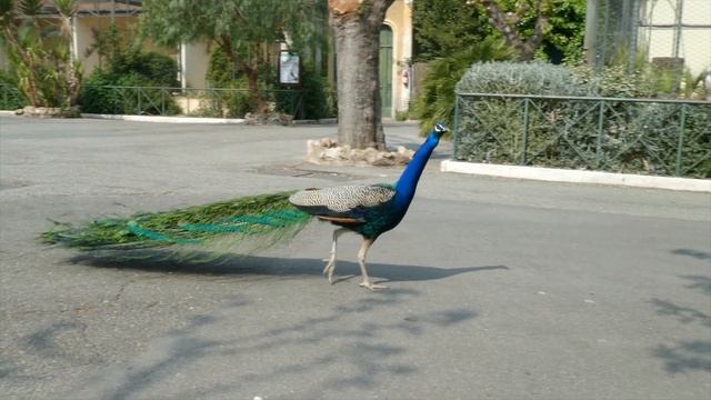 Rome Zoo, Зоопарк в Риме, Villa Borghese, Bioparco di Roma, Italy смотреть онлайн