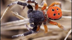 Как пауки плетут паутину?