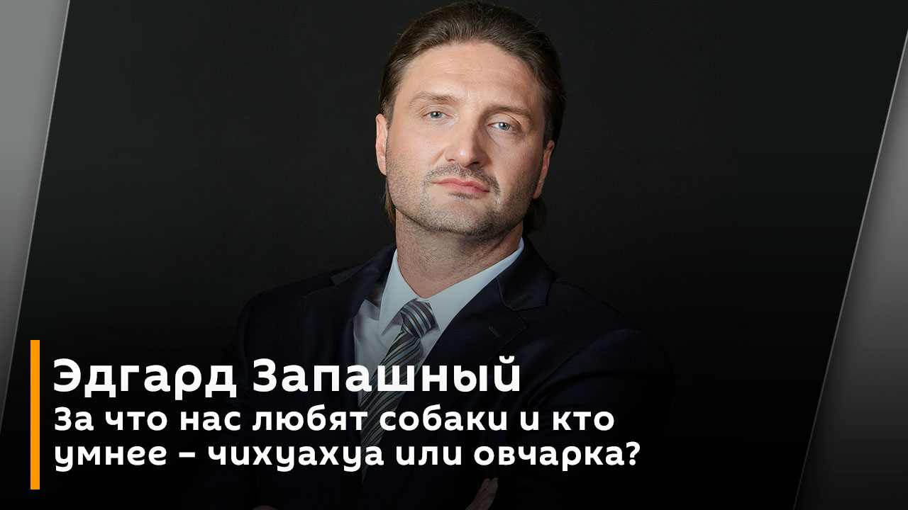 Эдгард Запашный. За что нас любят собаки и кто умнее – чихуахуа или овчарка? смотреть онлайн