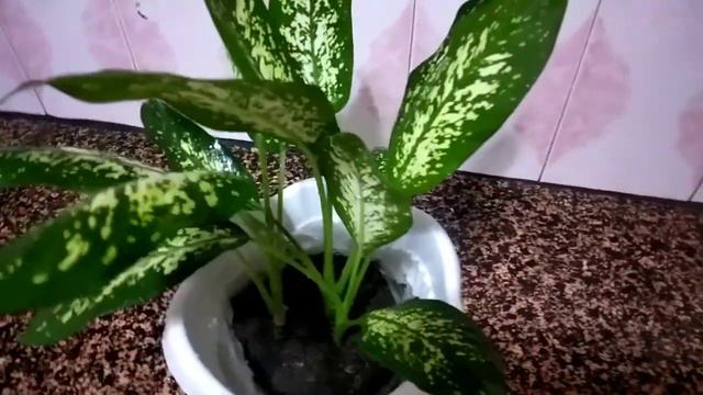 ang aking AGLAONEMA plant🌿 смотреть онлайн