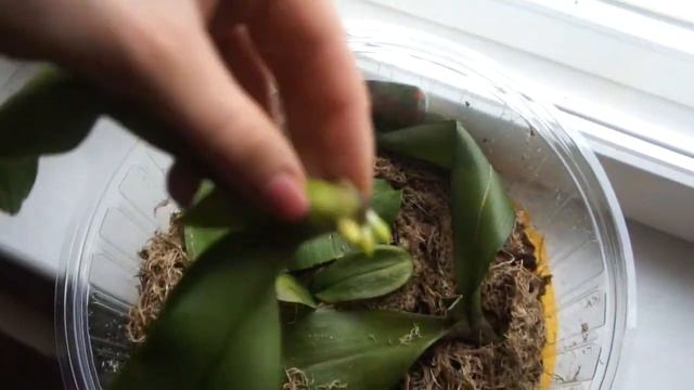 Наращивание корней орхидеям. Мох сфагнум и керамзит. Орхидеи. смотреть онлайн