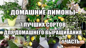 Домашний лимон.7 лучших сортов лимонов в домашних условиях.mp4