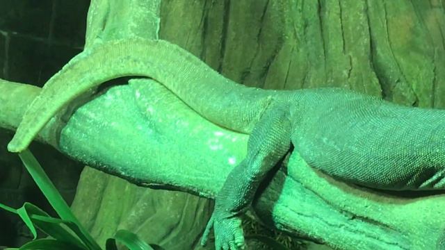 Merten's Water Monitor Resting - Australian Reptile Park смотреть онлайн