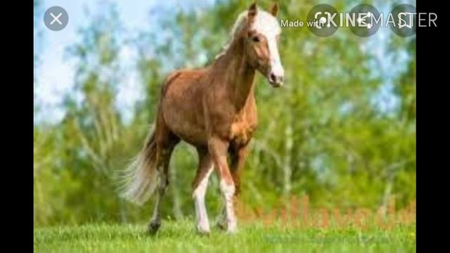 #Клип Далеко далеко ускакала в поле молодая лошадь🐎 смотреть онлайн