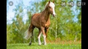 #Клип Далеко далеко ускакала в поле молодая лошадь🐎
