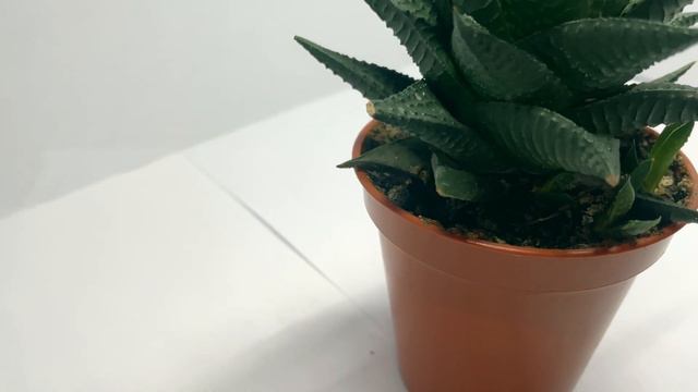 How to care for a Haworthia Limilfolia смотреть онлайн