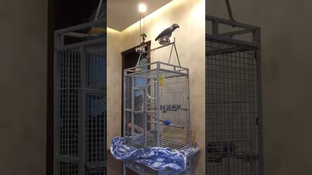 Говорящий Жако Тёма - с сайта JACO.SU