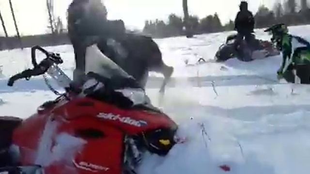 Отмороженные снегоходчики смотреть онлайн