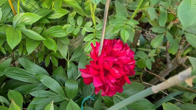 HOW TO GROW BEAUTIFUL PEONIES смотреть онлайн