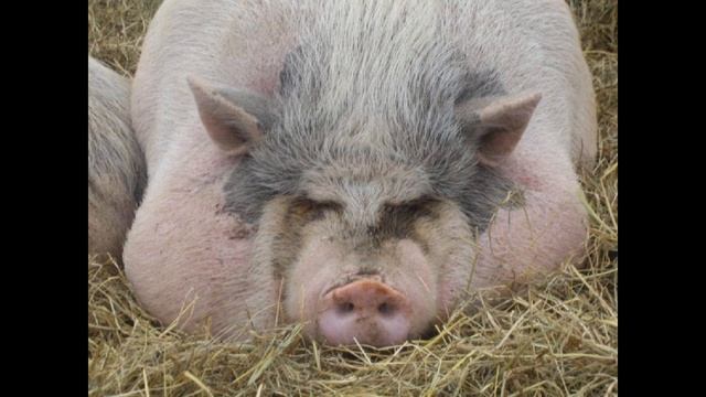 Почему мусульмане не едят свинину ? смотреть онлайн