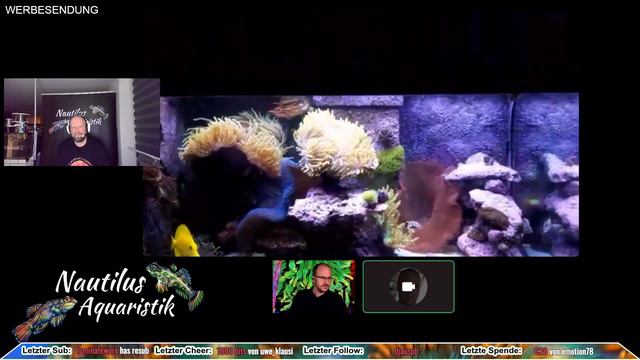 Anemonen - Mimosen des Meeres?! смотреть онлайн