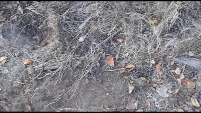 Фортуна м 3 ЛЕСНЫЕ ДОРОГИ В НЕКОПАННОМ СОСНОВОМ ЛЕСУ № 120 смотреть онлайн