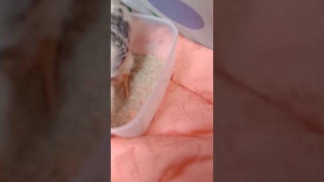 Детский сад для цыплят 🐣🐤🐥5.Что-то пошло не так 🌧 смотреть онлайн