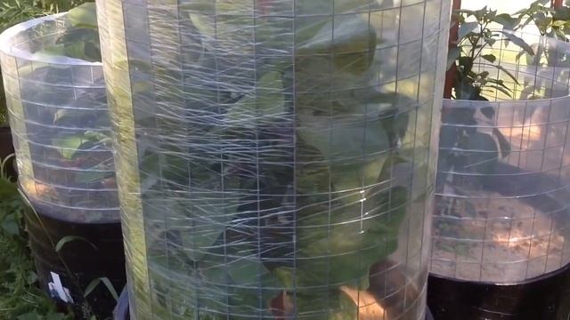 МОЙ ОГОРОД В МЕШКАХ 2020. Шаг N6. Огурцы, Капуста, Свёкла. My GARDEN in BAGS 2020. смотреть онлайн