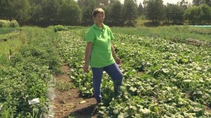 Огурцы в открытом грунте - секреты выращивания