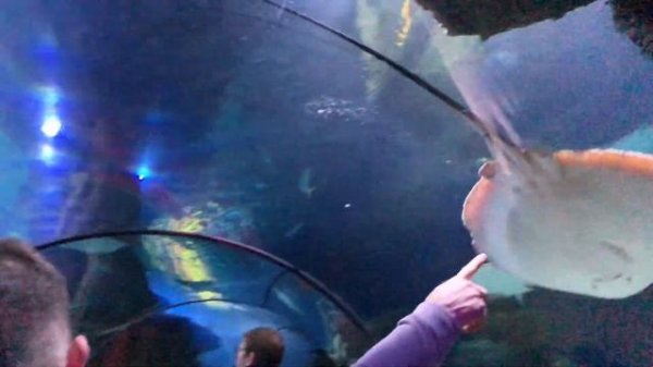 Достопримечательности Лондона. SeaLife