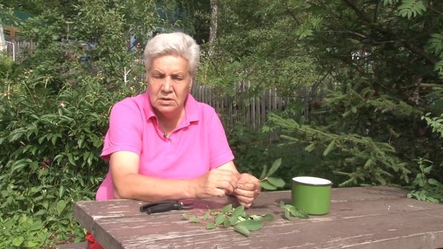 Голова садовая - Как черенковать жимолость смотреть онлайн