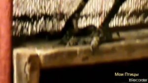 Как приручить дикую ворону?