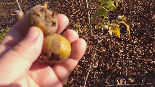 Время пришло. Сбор плодов мушмулы германской сорт Словацкая (medlar Slovak). Обзор смотреть онлайн