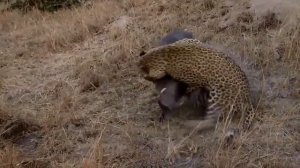 Леопард охота на кабана || Леопард поймать Бородавочник профессионально