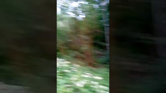 Дача Чернова.Запретная территория!!! смотреть онлайн