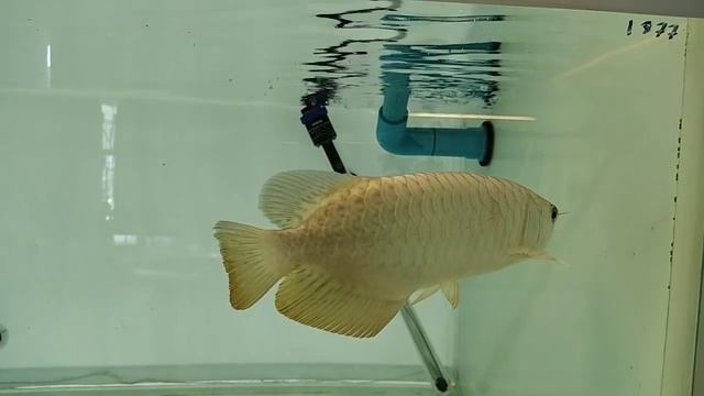 Aro Shop Review - เปิดบ้าน Mr.U (บางพลี)