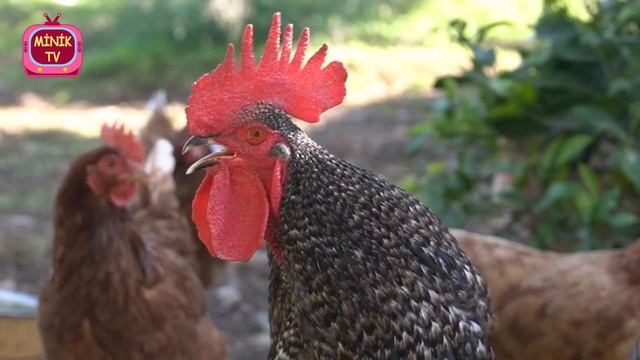 Funny Chicken Dance And Funny Chicken Song │ Rooster Dance Amazing Animals смотреть онлайн