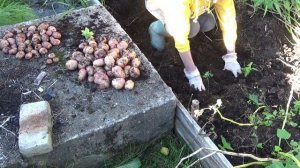 Селекционная "Аврора".  Копаем, подводим итоги